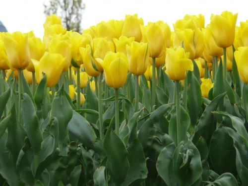 Dużo żółtych tulipanów