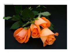 Pomarańczowe róże