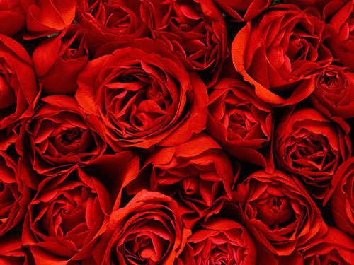 Pełno czerwonych róż
