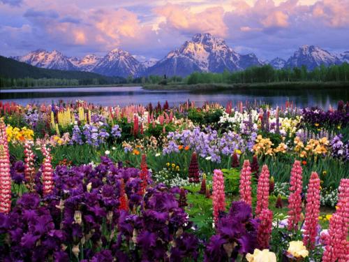 Góry i kwiaty