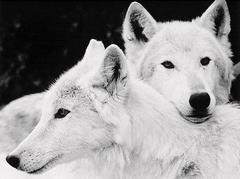 Białe wilki