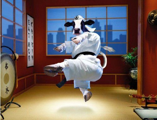 Kung Fu krowa