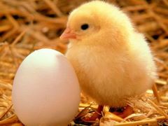 Kurczaczek z jajeczkiem