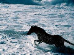 Koń w wodzie
