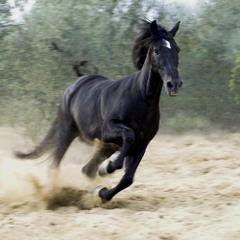 Czarny koń