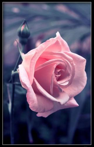 Różowa róza