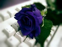 Róża na klawiaturze