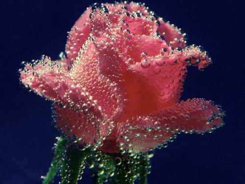 Róża w wodzie