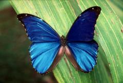 Motyl niebieski