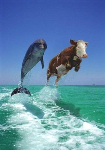 Wieloryb i krowa